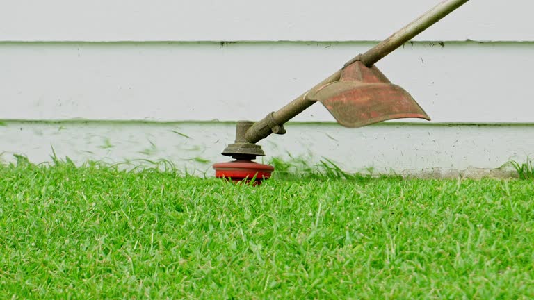Trusted Morton Grove, IL Tree Services Experts